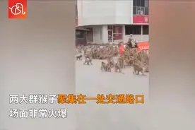 大场面！泰国两大群猴子聚集在路口 造成交通堵塞