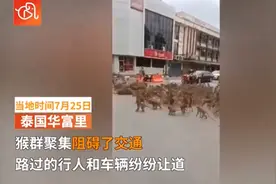 场面非常火爆！泰国两大群猴子聚集在路口，造成交通堵塞......图片