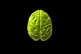 自主研发技术！中国科学家实现迄今最高精度猕猴三维脑图谱图片