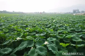 以产业带动村民增收 西安高新区东大街道千亩水稻基地探索水稻套养新模式图片