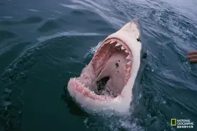 人类其实比鲨鱼更社恐图片