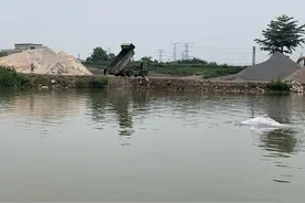 中华白海豚误入顺德甘竹滩，专家回应：健康状况良好，已作保护预案图片