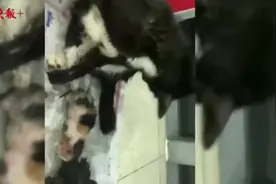 警务站窜进一只黑猫边蹭边叫，民警跟出门发现5只小奶猫图片