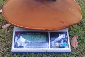 奇了！还是那个公安局！又双叒长出一朵巨型牛肝菌，重4.2公斤图片