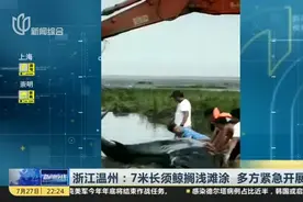 浙江温州：7米长须鲸搁浅滩涂  多方紧急开展救援视频封面