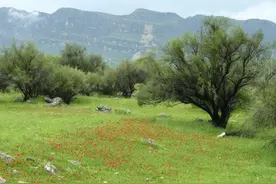 冠花贝母丨花花万物图片