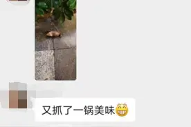 南宁一小区业主捡非洲大蜗牛煮来吃 专家这样建议图片