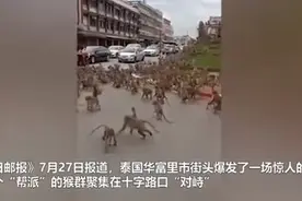 现场画面！泰国街头两拨猴子“斗殴”，双方十字路爆发“混战”图片