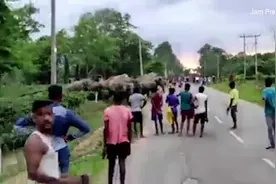 印度村庄一头大象冲进人群 一名男孩不幸被踩死图片