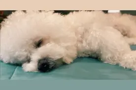 李佳琦下班后分享爱犬照 网友直呼：太可爱了想偷走图片