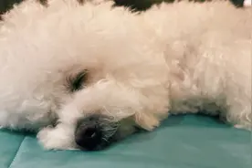 李佳琦下班后分享爱犬照 网友直呼：太可爱了想偷走图片