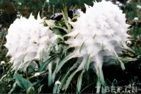 雪神之花·老牧人讲的故事图片