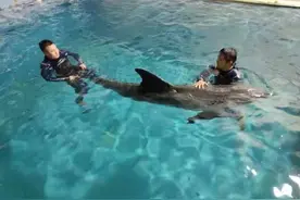 浙江台州海域搁浅留养的最后一头瓜头鲸不幸死亡图片