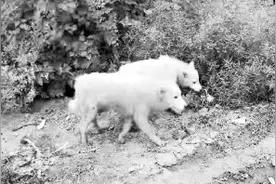 北票山林出现大型犬科动物，是野狼？图片