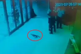 市民称流浪猫遭虐致死，派出所正调查视频封面