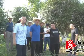 中国林业产业联合会木本油料分会到临澧考察指导油茶产业发展工作图片