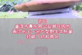 一朵菌比一个娃还重！云南“菌王”们大到刷新三观，是潘多拉星球来的吗？图片