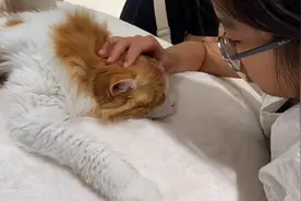 加菲猫原型、红白双色缅因、还有德文、卷耳……魔都又添一网红猫咖，带你云吸猫图片
