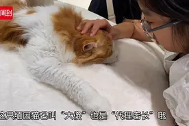 加菲猫原型、红白双色缅因、还有德文、卷耳……魔都又添一网红猫咖，带你云吸猫图片