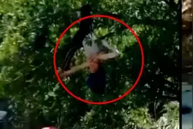 女子因交通事故被撞飞倒挂树上求救，已送医治疗