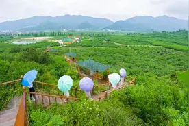 来桃乡胡陈，尝尝这粉嫩嫩甜蜜蜜的真·多肉桃桃图片