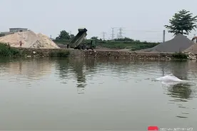 中华白海豚在顺德甘竹滩水域逗留后，目前已失去踪迹图片