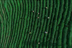 华汉茶庄：茶园里的知青生活，你想体验吗？图片