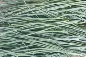 卖50元一斤仍供不应求，沙葱这种野菜想尝尝吗？图片