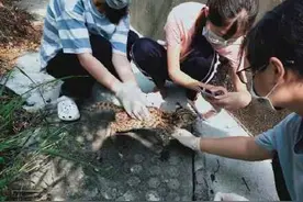 深圳一只小豹猫因打斗死亡 系国家二级保护动物图片