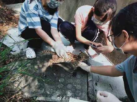 豹猫是国家的几级保护动物呢（深圳一只小豹猫因打斗死亡 系国家二级保护动物）