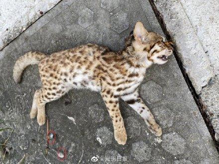 深圳一只小豹猫因打斗死亡 系国家二级保护动物