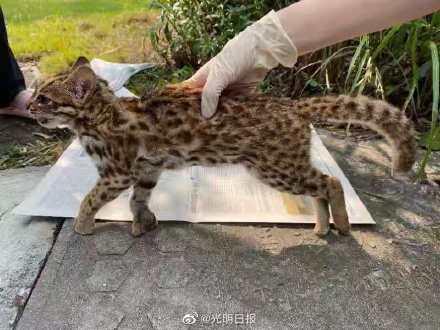 深圳一只小豹猫因打斗死亡 系国家二级保护动物