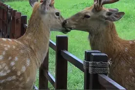 小梅花鹿为啥穿上时尚“花裤子”？夏天去良渚“吸鹿”这些事项要注意图片