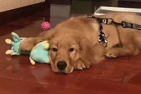 金毛犬之死背后的宠物托运乱象：空运改陆运，违规“代办”检疫证图片