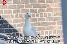 英国一男子喊话阳台上的海鸥 海鸥学其狗叫回应图片