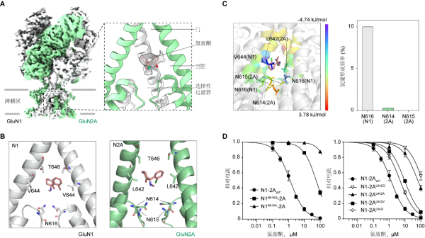研究揭示抗抑郁药氯胺酮靶向人源NMDA受体的分子机制