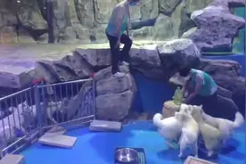 极地动物驯养师：“清凉世界”照顾冰原来客丨炎炎夏季 关注“冷”职业⑤图片