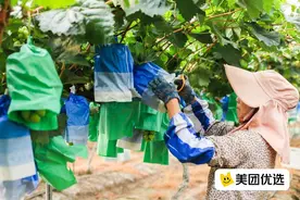 葡萄中的“白富美”爬上城乡居民餐桌 网红水果成“孝心单”首选图片