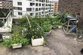居民私自将屋顶改为“空中菜园”，整治图片