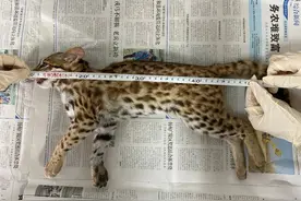 大鹏杨梅坑发现两只野生豹猫，其中一只已死亡图片