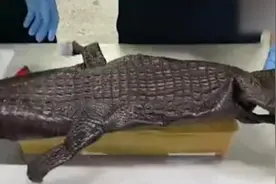 上海邮局海关查获整张暹罗鳄皮，长约1.2米视频封面