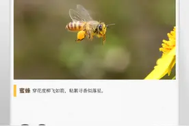 湖湘自然历丨甜蜜的“使者”图片