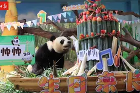 全球唯一熊猫三胞胎七周岁啦图片