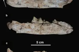 最新研究：中国剑齿虎属化石新材料揭示演化迁徙关键一环图片