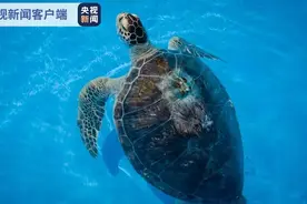 11只国家一级保护动物海龟在陵水海域被放生图片