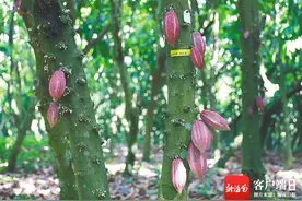 深读 | 未来“可”期！海南可可品种“热引四号”获国际认可图片