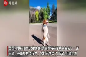 狗狗因车祸残疾 两条腿直立跑步成网红图片