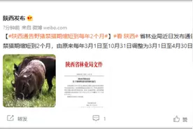 陕西：野猪禁猎期由每年8个月缩短到2个月图片