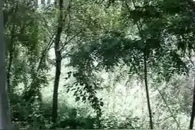 夜里，我听到蛙鸣 （散文）图片