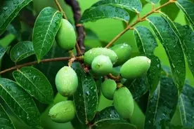 橄榄：入药润肺利咽，煲汤回味无穷图片